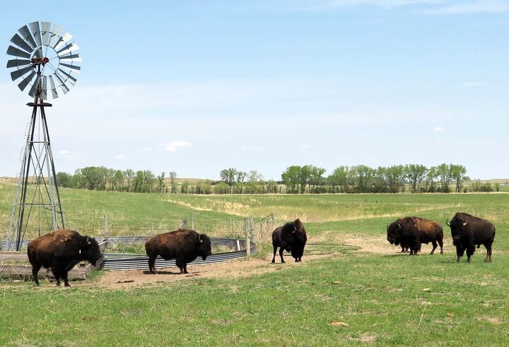 072514-nebraska-bison