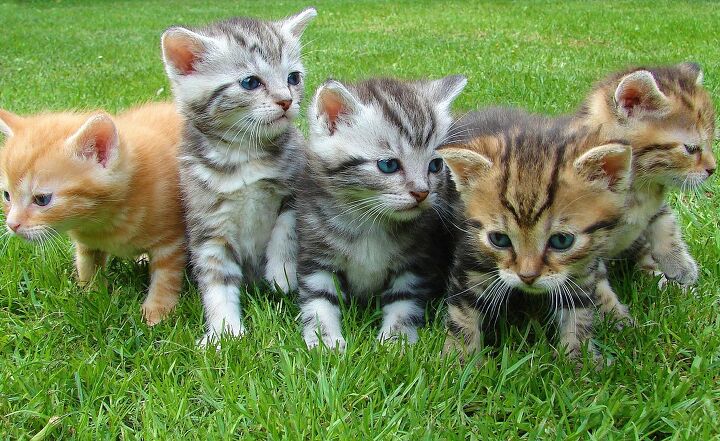 Just in case you did an image search for "degloving," I've posted this photo of kittens as a mental cleanser.