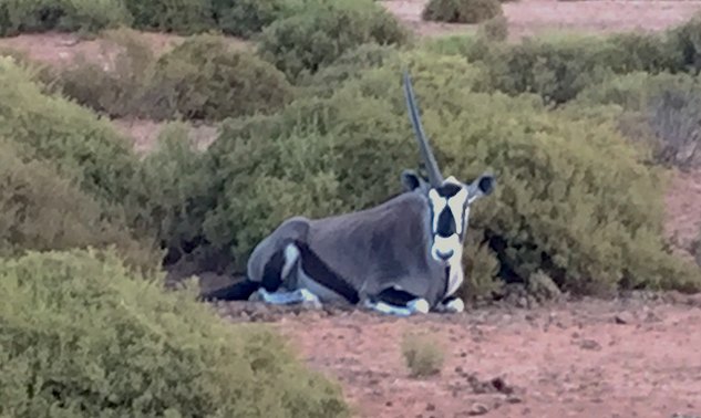 The rare South African unicorn.