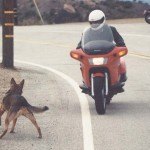 Honda Pacific Coast 800 vs. dog