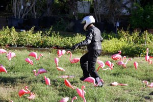 Gabe traipsing amongst Austin's famous wild flamingos.